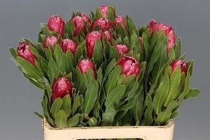 PROTEA BRENDA 30